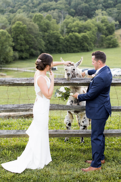 wedding couple with llama