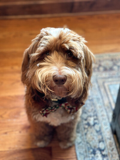 Biscuit, the family doodle and beloved mascot of Mind Your Biscuits Bakeshop.