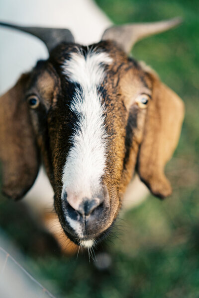 Lilly, the goat in Chateau Lill