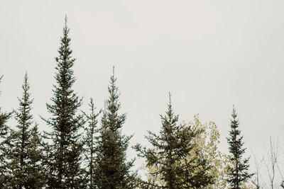 Pine trees during the Fall Season