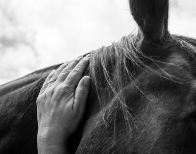 Equine Bodywork Hands on Horse's Neck 