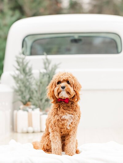 Dog sitting in a truck with cream and beige Christmas presents for a Christmas mini.