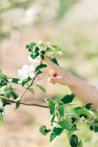 Terri-Lynn Warren Photography Halifax Family Photographer Spring Apple Blossoms Orchard Mini Session Photos 2024-09362