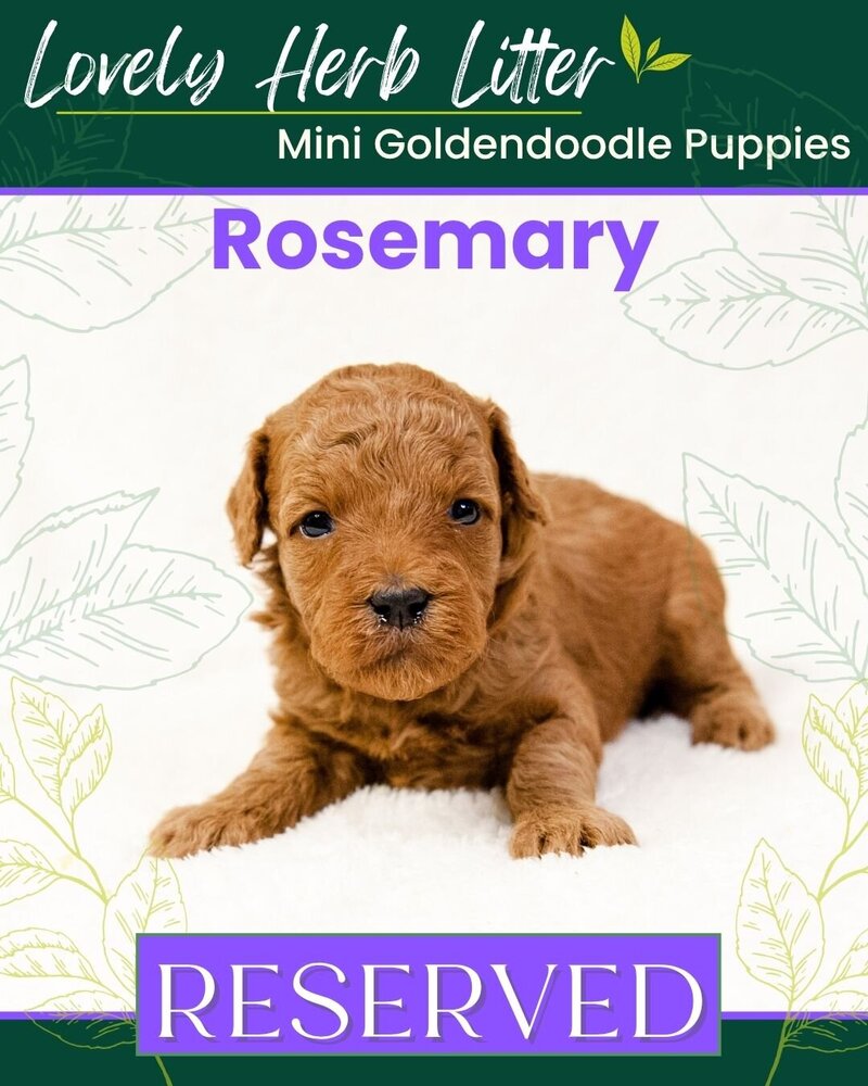 Herb - Purple Rosemary Female