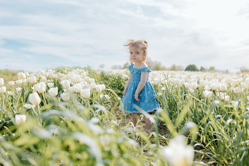 A little girl wearing a blue dress stands in a field of white tulips at the Midwest Tulip Festival in Illinois.