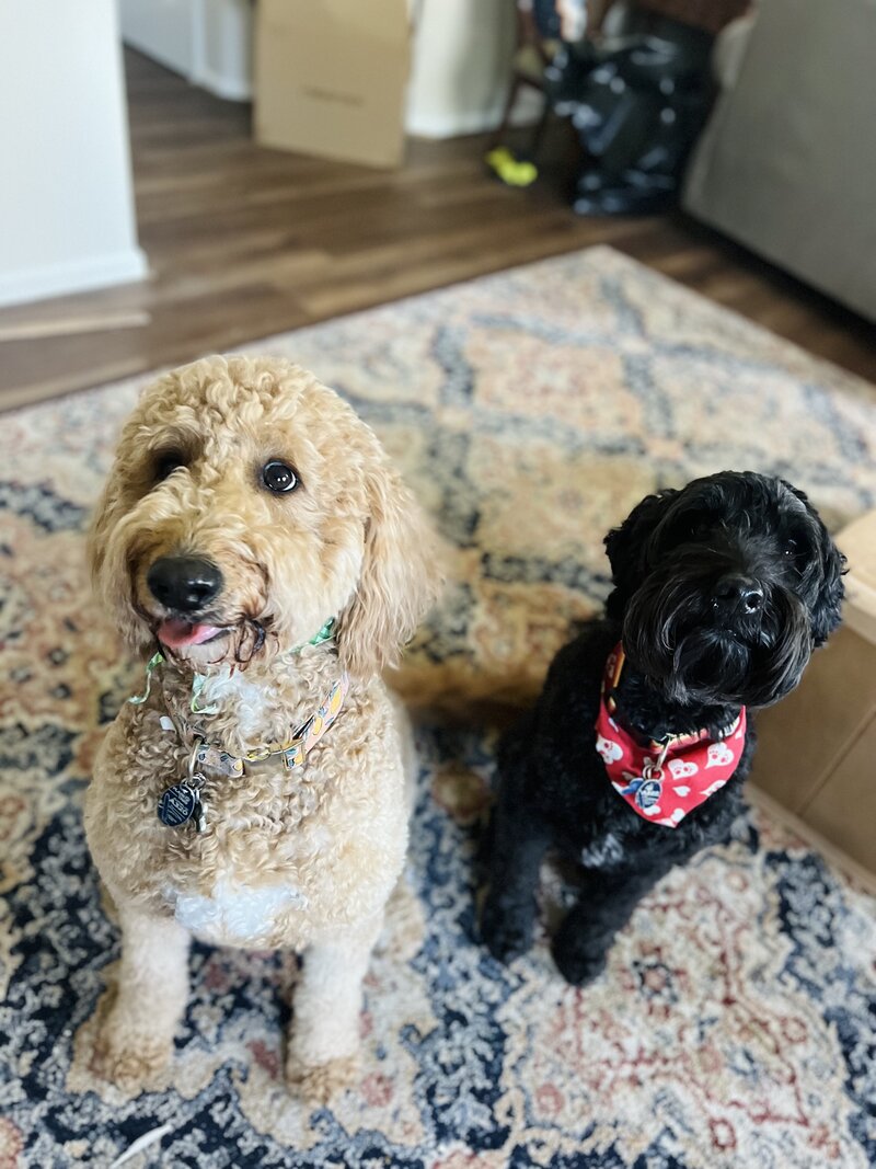 Pups3
