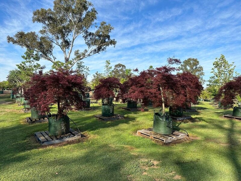 ACER PALMATUM DISSECTUM - RED WEEPING MAPLES MATURE TREE SYDNEY