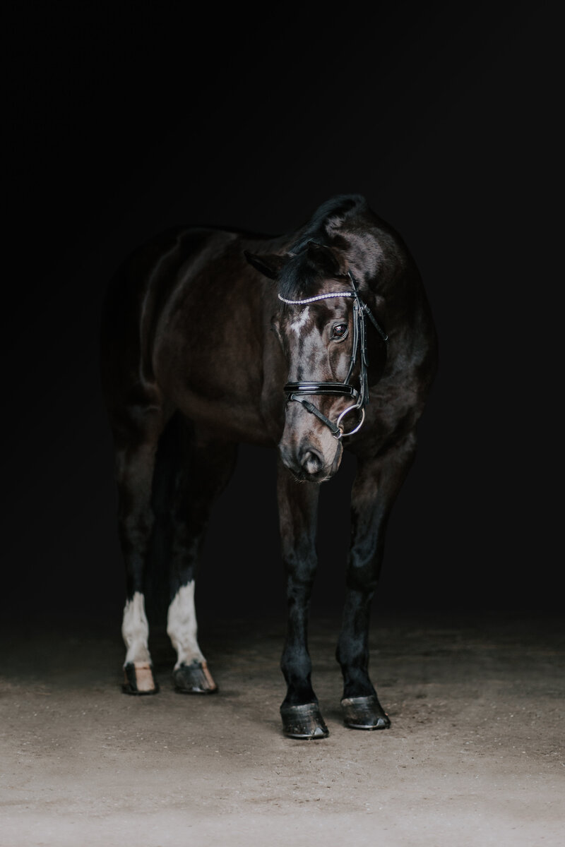 Black horse in a black background image