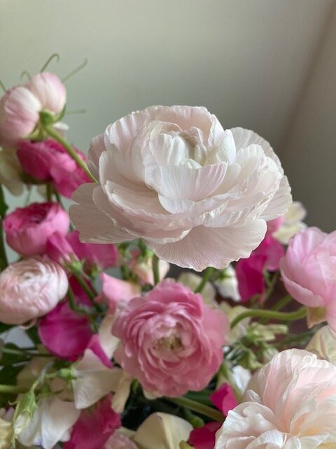 pink ranunculus posy