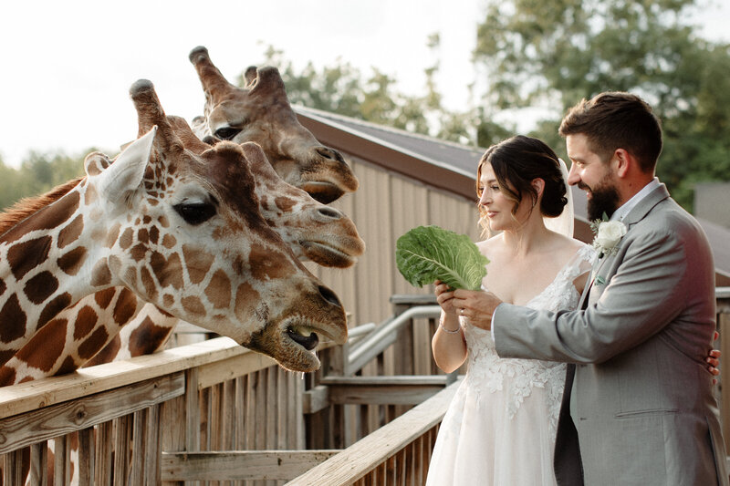 Giraffe wedding
