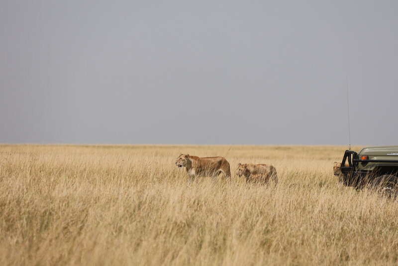 safariedited-062