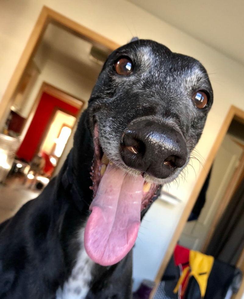 hildy the greyhound smiling big