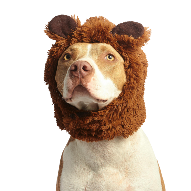 Trusted Sitting Paws dog walker ready for a walk in Fort Worth with a friendly pup