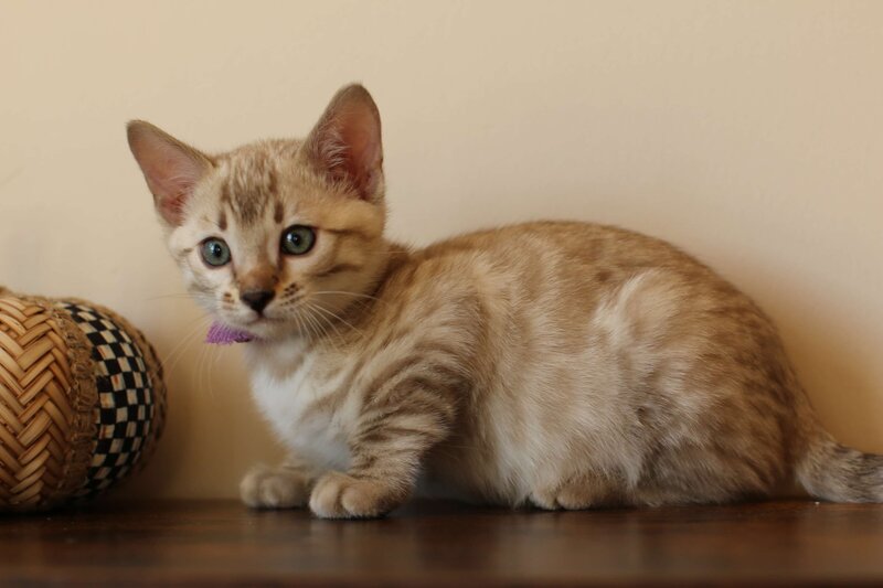 Sienna x Benny_Purple_3