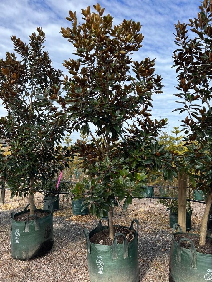 Mature magnolia little gem trees for sale sydney