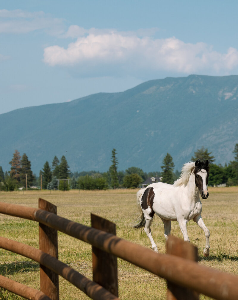 Montana Wedding2384