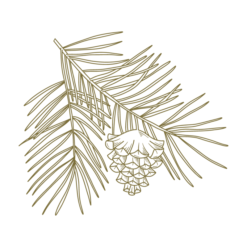 line drawing of a pine cone