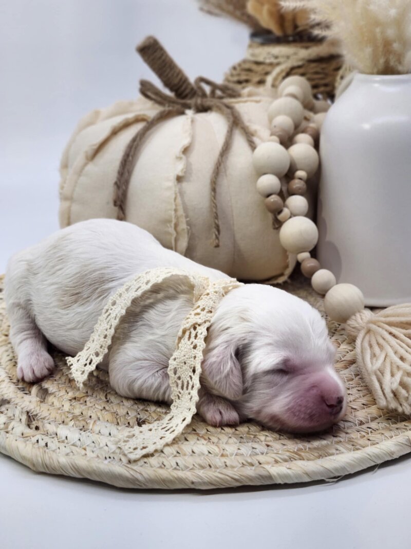 9a6990a6-2ae0-47c1-9564-cb20add89088