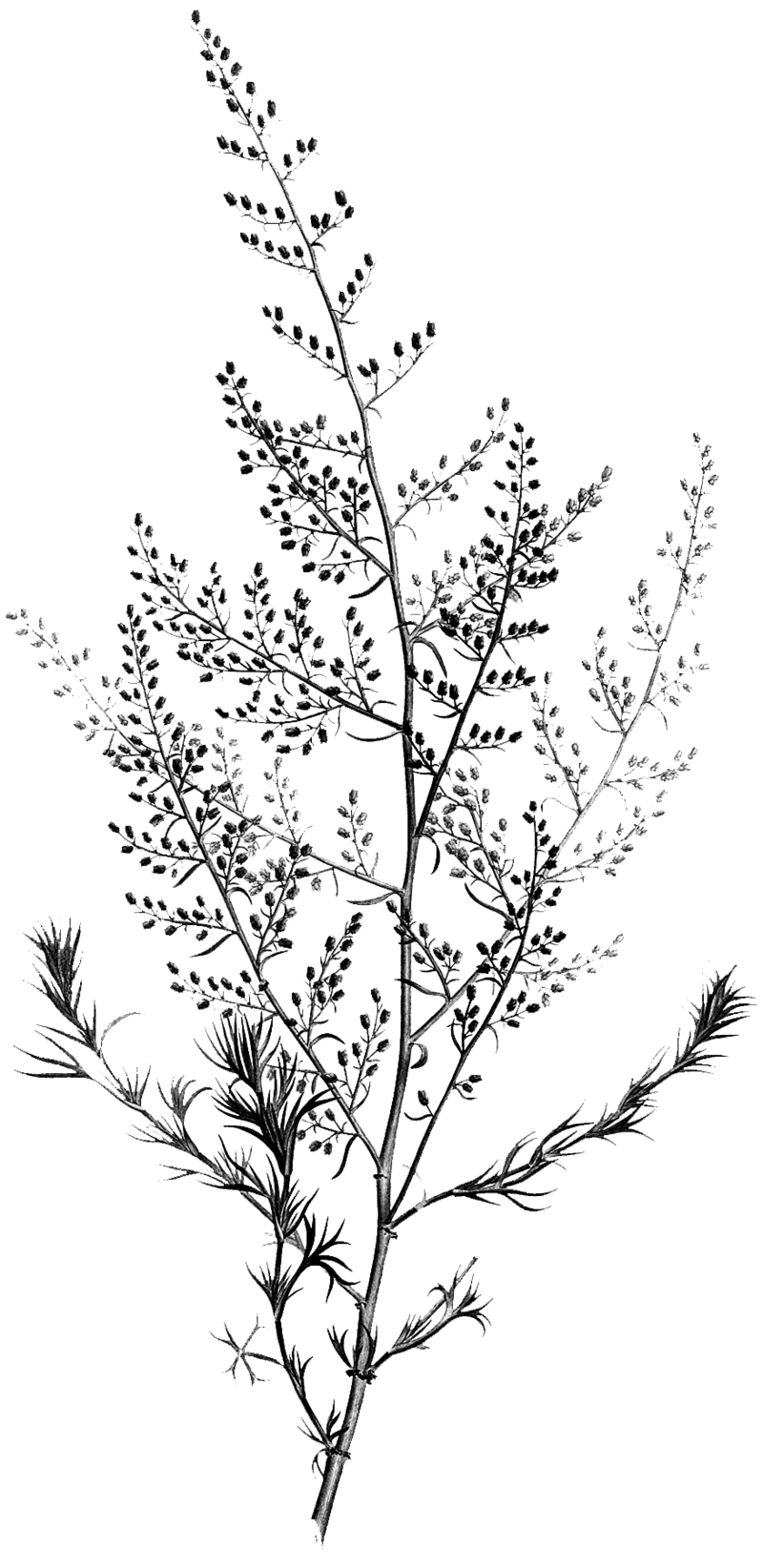 black-and-white-plant-no-background
