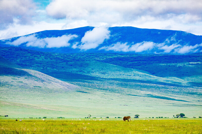 Big Five safari tours