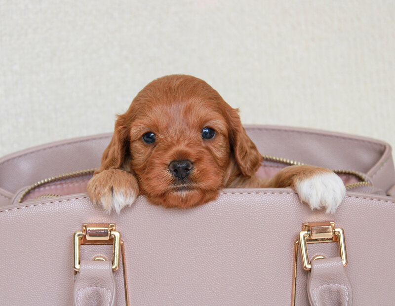 Hollibee 4 weeks