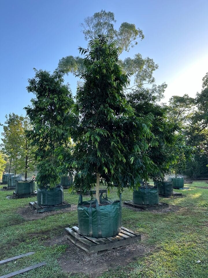 WATERHOUSEA FLORIBUNDA 'AMAROO' - Weeping Lilly Pilly