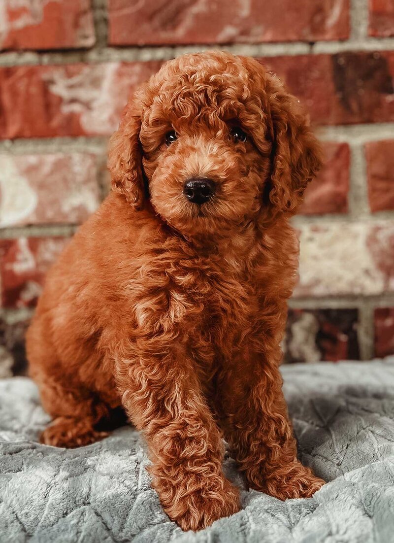 Salish Sea Miniature Poodles--115