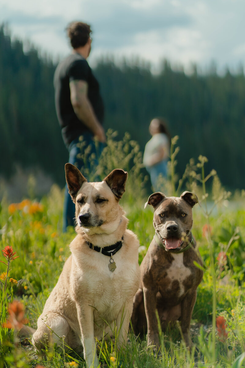 A_C_Crested_Butte_Wildflower_Engagement_Photos-78