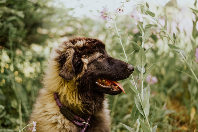 Rosemary estrelamountaindogs.com-4