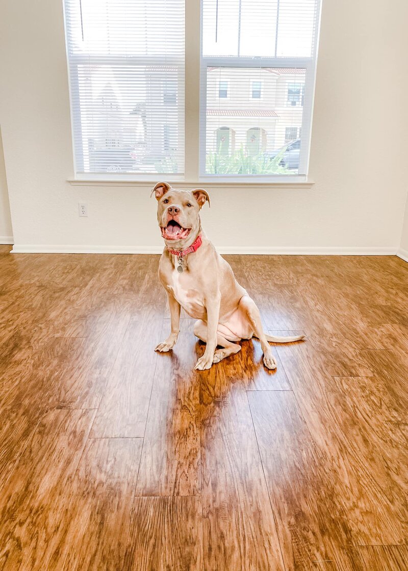 A dog sitting on a wooden floor in an empty room.