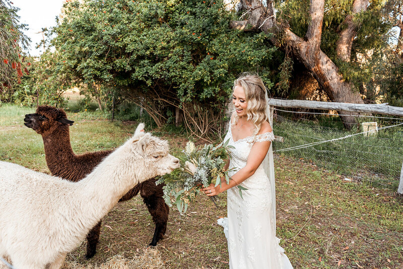 Lisa Watson Photography_Mandurah and Perth Wedding Photographer bride portraits with llama