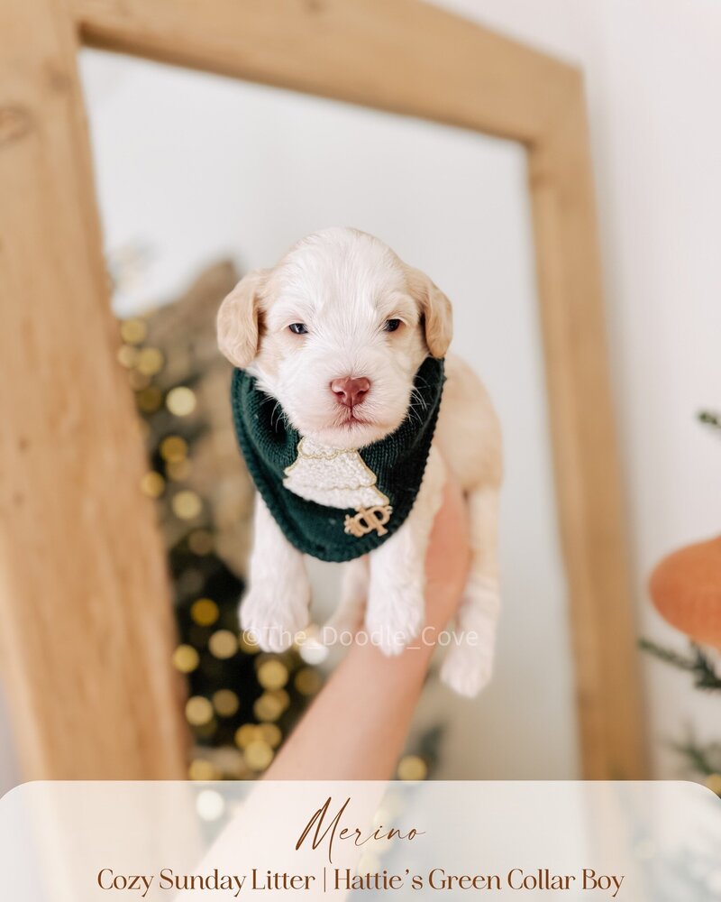 Cozy Sunday litter.zip - Pilsner (2)