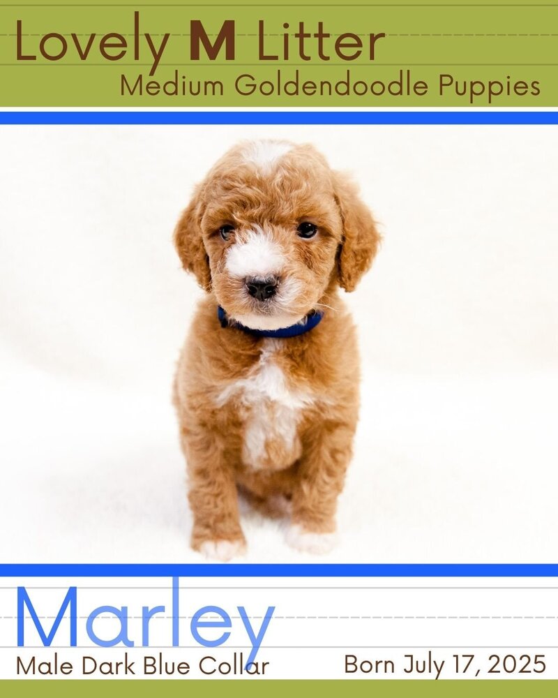 M Litter - Dk Blue Marley Male