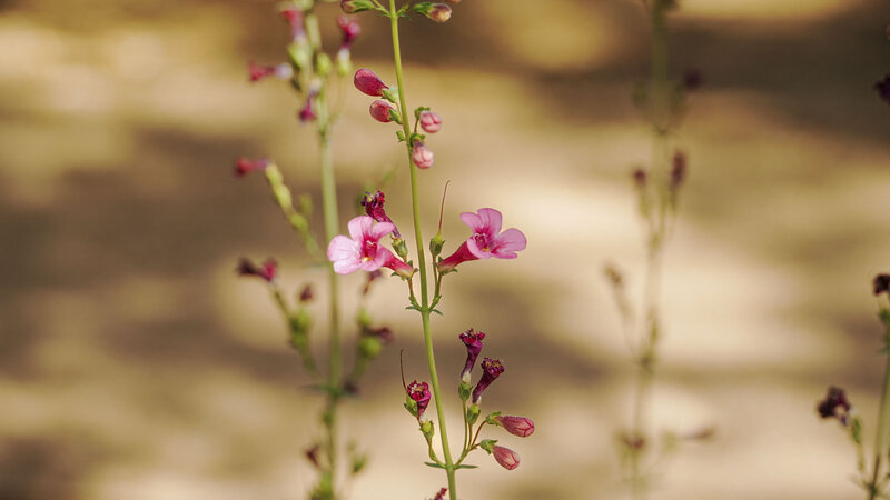Desert flowers in Arizona