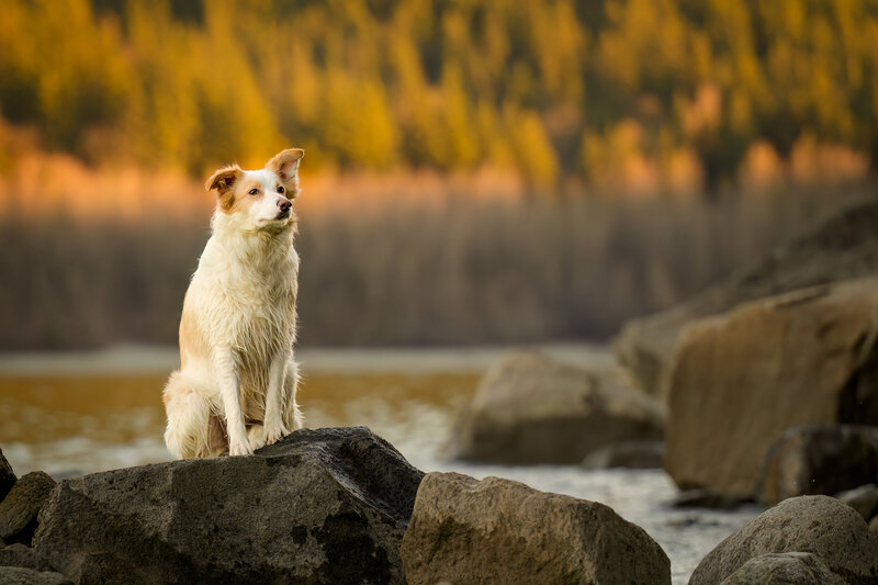 Golden hour glow at Alouette Lake, Maple Ridge, BC, beautifully frames a poised Border Collie sitting atop a river rock. This captivating scene highlights the dog's thoughtful gaze as it enjoys the tranquil surroundings, illustrating the timeless bond between dogs and nature.