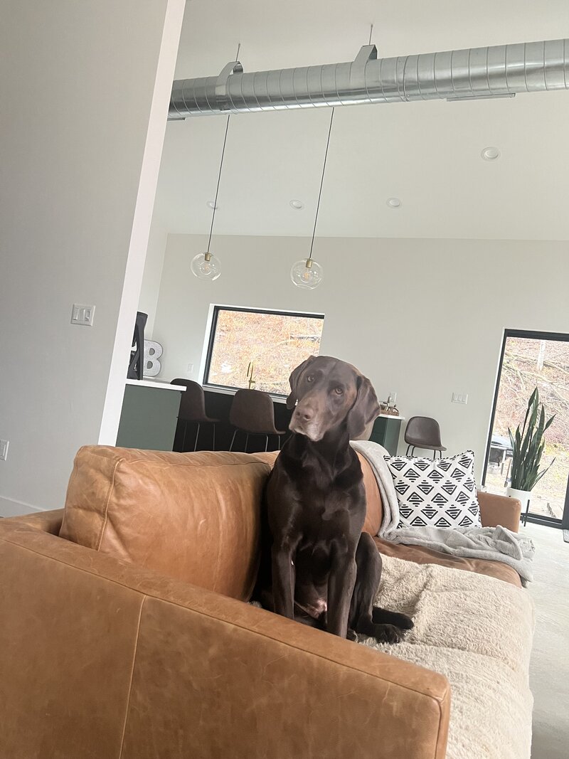Chocolate labrador retriever sitting on a cognac colored yellow couch.