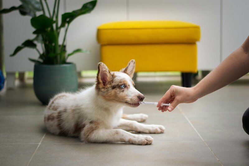 vet tech administering medication to an australian shepherd puppy