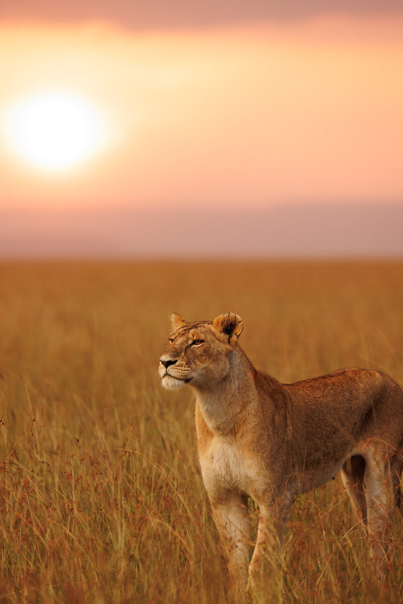 Lioness