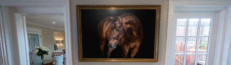 black background wall art equine photographer horse and rider leigh fields photography