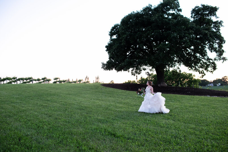 Bride strolls across a field in front of large oak tree at Providence Vineyard in Hebron, IL