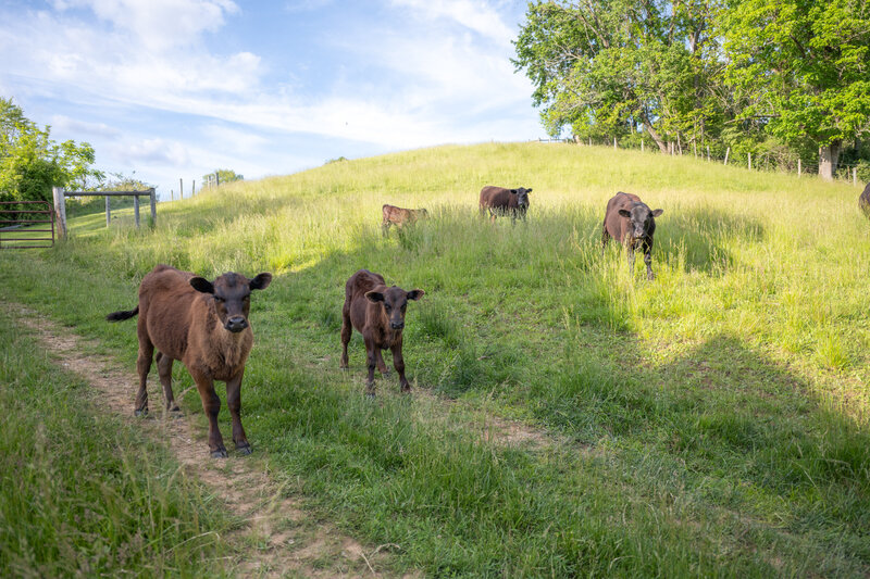 Cows-19