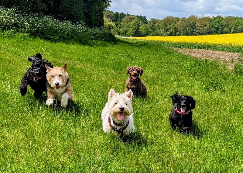 Daxipoo and Jack Russell Terrier on a playdate in Blandford with Muddy Puddles Dorset