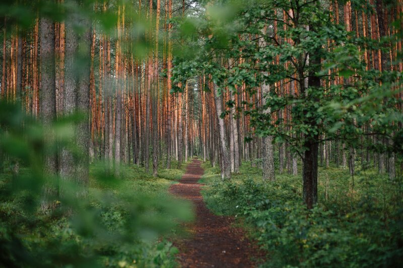 stig-genom-svensk-skog-tallar-omkring