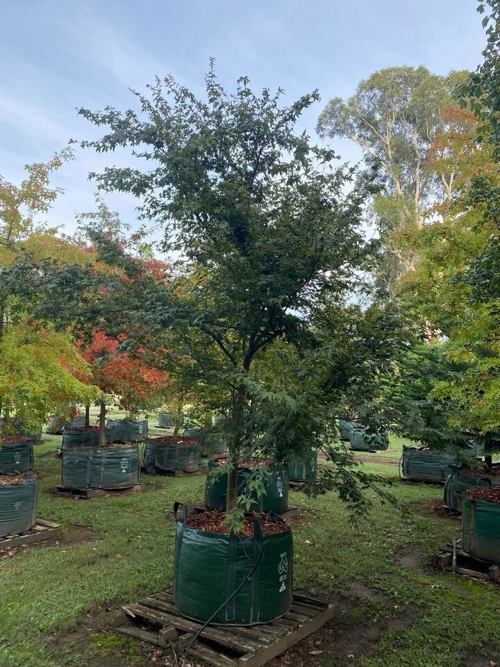 Go Green Nurseries - Mature Acer Palmatum - Japanese Upright Maple tree