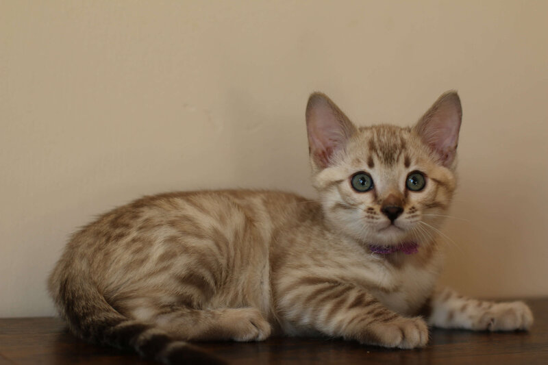 Sienna x Benny_Purple_1