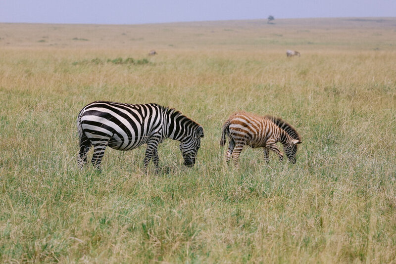safariedited-466