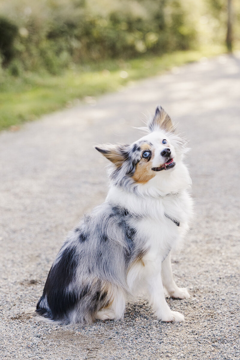Candid Hudson Valley pet photographers capturing joyful zoomies and sweet snuggles