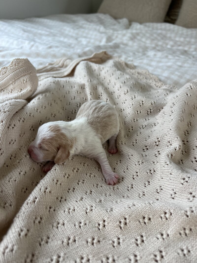 Pocket Beagle Puppies For Sale