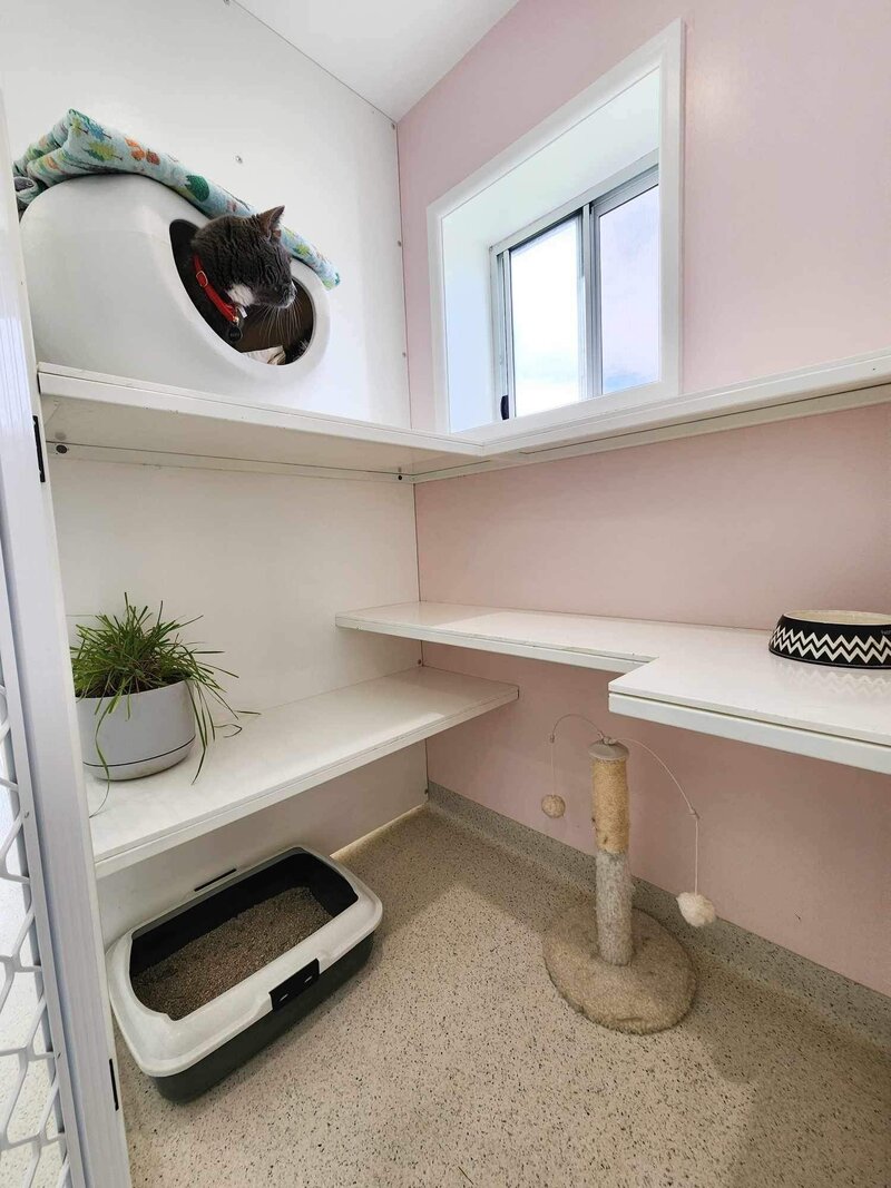 Cat Boarding 3