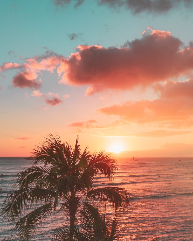 Sunset Palm